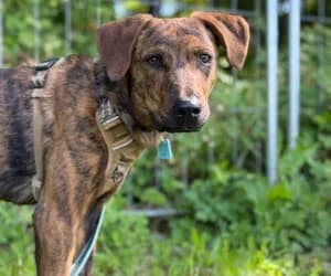Max, male Mixed Breed for adoption at SPA Genève, Geneva