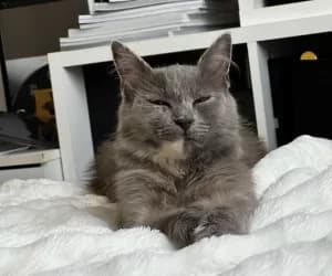Meyrine, female young European Shorthair for adoption at SPA Genève, Geneva