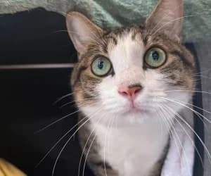 Mike, male 3yo European Shorthair for adoption at SPA Genève, Geneva
