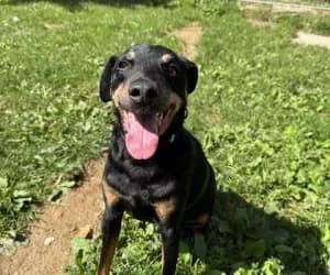 Milou, male mixed breed for adoption at SPA Genève, Geneva