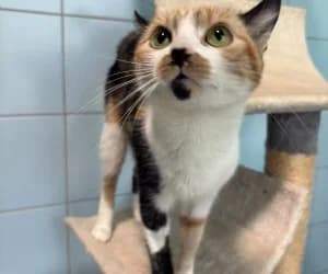 Mimi, female young European Shorthair for adoption at SPA Genève, Geneva