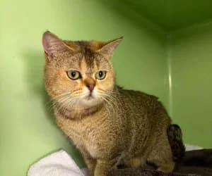 Mona, female European Shorthair for adoption at SPA Genève, Geneva