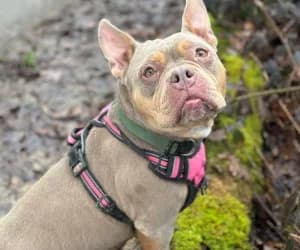 Nina, female American Bully for adoption at SPA Genève, Geneva