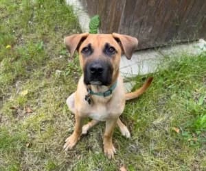 Niño, male German Shepherd for adoption at SPA Genève, Geneva