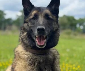 Oka, male Belgian Malinois for adoption at SPA Genève, Geneva