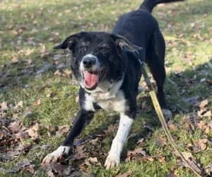 Onyx, male Border Collie for adoption at SPA Genève, Geneva