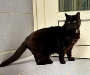 Ottelo, male senior European Shorthair for adoption at SPA Genève, Geneva