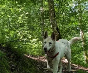 Pacha, male mixed breed for adoption at SPA Genève, Geneva
