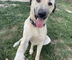 Paco, male mixed breed for adoption at SPA Genève, Geneva