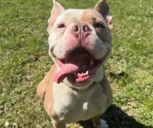 Pako, male Mixed Breed for adoption at SPA Genève, Geneva