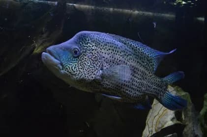 Parachromis,  Mixed Breed for adoption at SPA Genève, Geneva