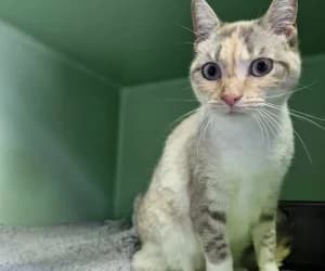 Perle famille, female young European Shorthair for adoption at SPA Genève, Geneva