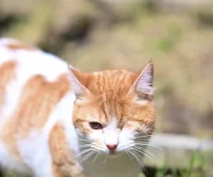 Pirate, male puppy European Shorthair for adoption at SPA Genève, Geneva