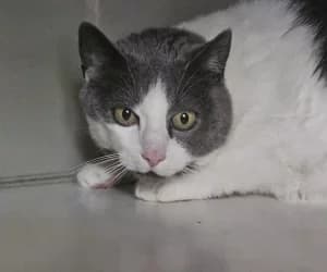 Poupy, male senior European Shorthair for adoption at SPA Genève, Geneva