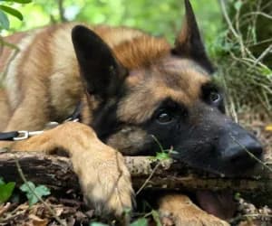 Punto, male Belgian Malinois for adoption at SPA Genève, Geneva
