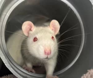 Rats mâles, male mixed breed for adoption at SPA Genève, Geneva