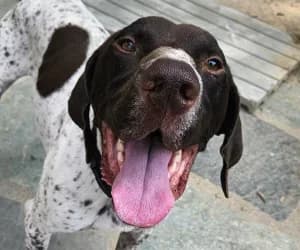 Ricky, male German Shorthaired Pointer for adoption at SPA Genève, Geneva