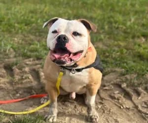 Rio, male French Bulldog for adoption at SPA Genève, Geneva
