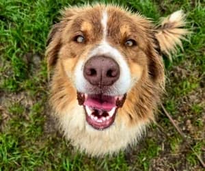 See-Jay, male Australian Shepherd for adoption at SPA Genève, Geneva