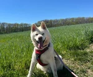 Senseï, male Akita for adoption at SPA Genève, Geneva
