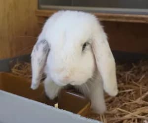 Seven, male young mixed breed for adoption at SPA Genève, Geneva