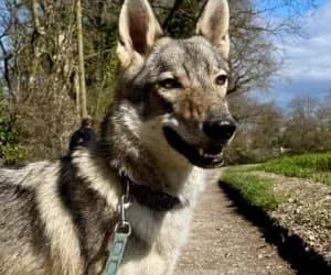 Shamane, female mixed breed for adoption at SPA Genève, Geneva