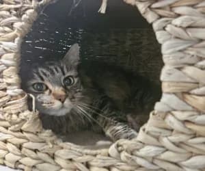 Shy, female 5yo European Shorthair for adoption at SPA Genève, Geneva