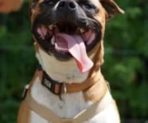Simba, male Staffordshire Bull Terrier for adoption at SPA Genève, Geneva