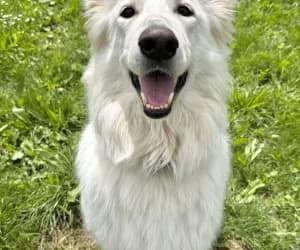 Sky cours d'adoption, female mixed breed for adoption at SPA Genève, Geneva