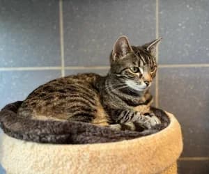 Sleepy, female 6yo Mixed Breed for adoption at SPA Genève, Geneva