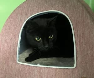 Snake, male European Shorthair for adoption at SPA Genève, Geneva