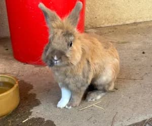 Snowii, male senior mixed breed for adoption at SPA Genève, Geneva