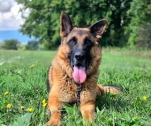 Starck, male German Shepherd for adoption at SPA Genève, Geneva
