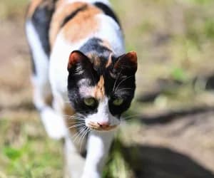Suzie, female puppy European Shorthair for adoption at SPA Genève, Geneva