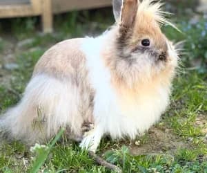 Tambor, female 3yo mixed breed for adoption at SPA Genève, Geneva