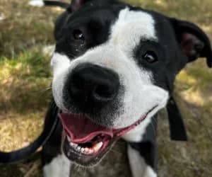 Tao, male Bull Terrier for adoption at SPA Genève, Geneva