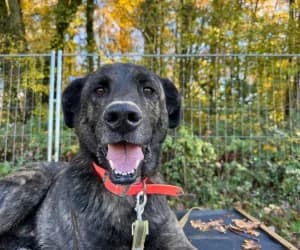 Tiago, male mixed breed for adoption at SPA Genève, Geneva