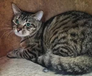 Tigrou, male young European Shorthair for adoption at SPA Genève, Geneva