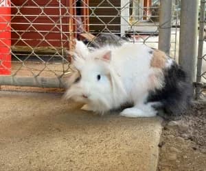 Tiny, female young mixed breed for adoption at SPA Genève, Geneva