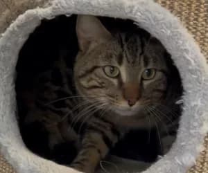 Tutty, male 3yo European Shorthair for adoption at SPA Genève, Geneva