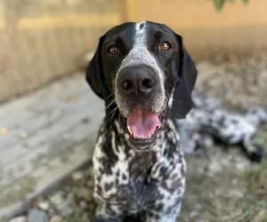 Ulysse, male Pointer for adoption at SPA Genève, Geneva