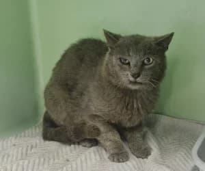 Zeus, male young European Shorthair for adoption at SPA Genève, Geneva