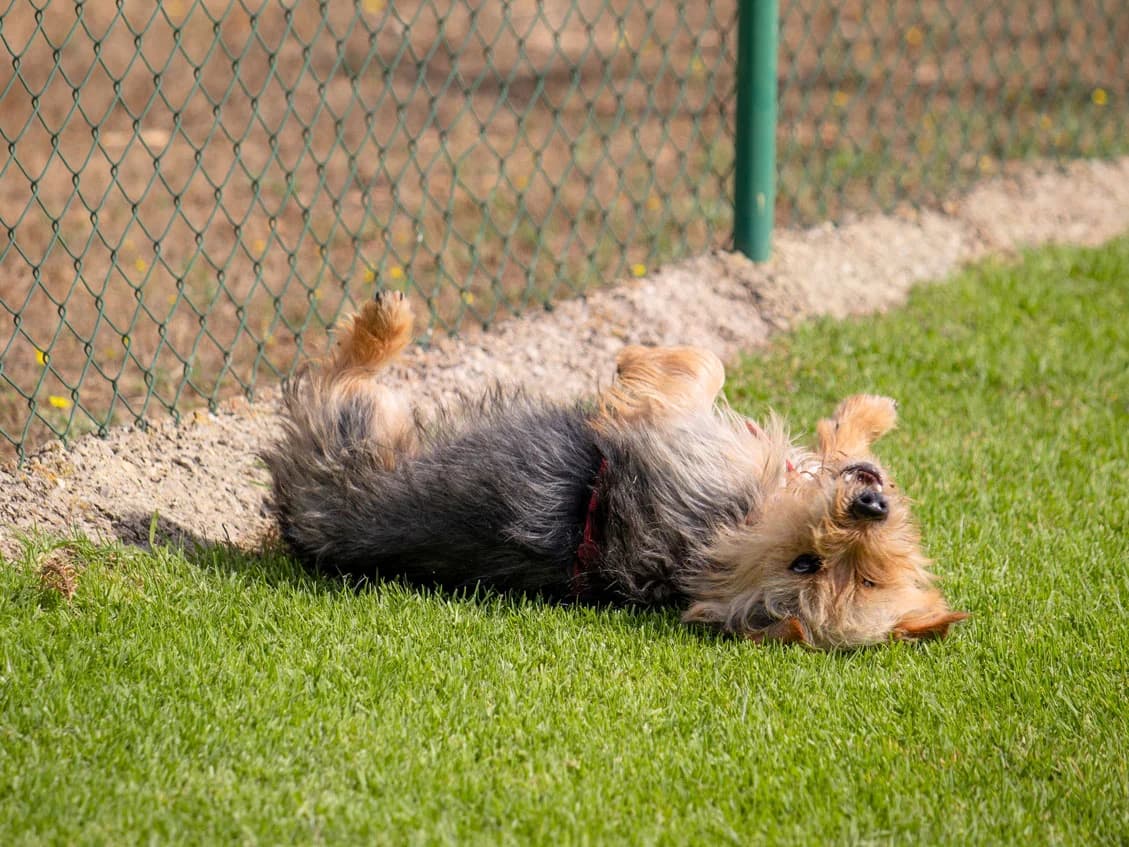 Atos,  young Mixed Breed for adoption at Tierheim Linth