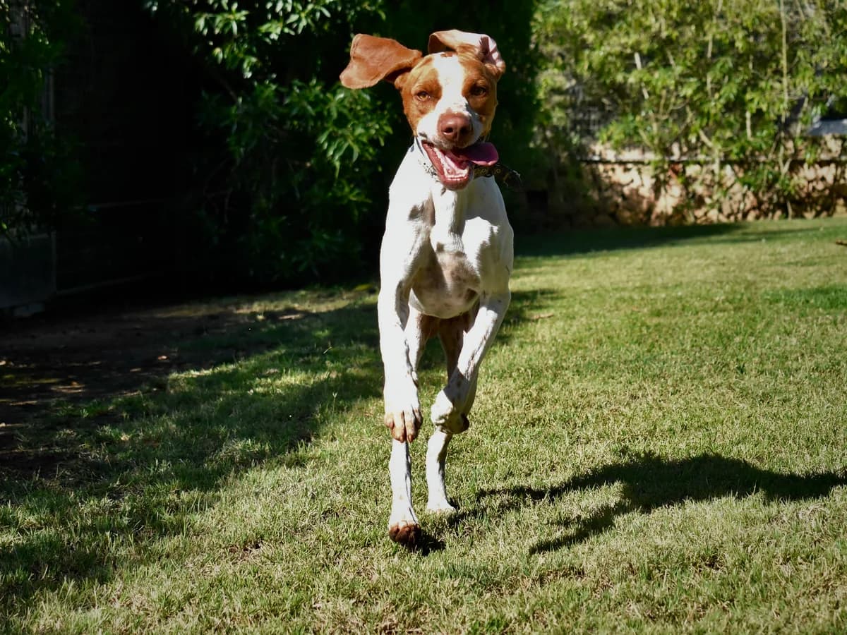 Boogie,  4yo Mixed Breed for adoption at Tierheim Linth