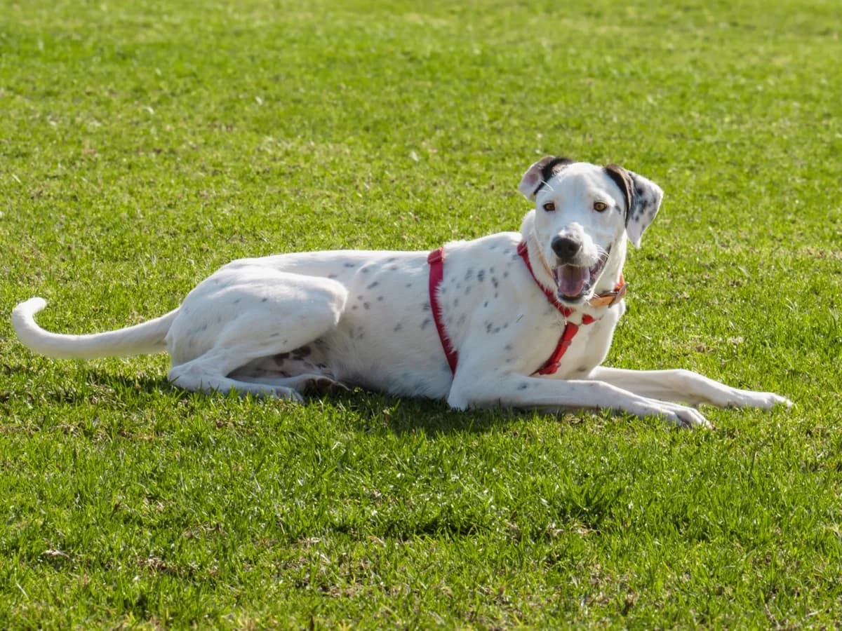 Declan (im Probewohnen),  young Mixed Breed for adoption at Tierheim Linth