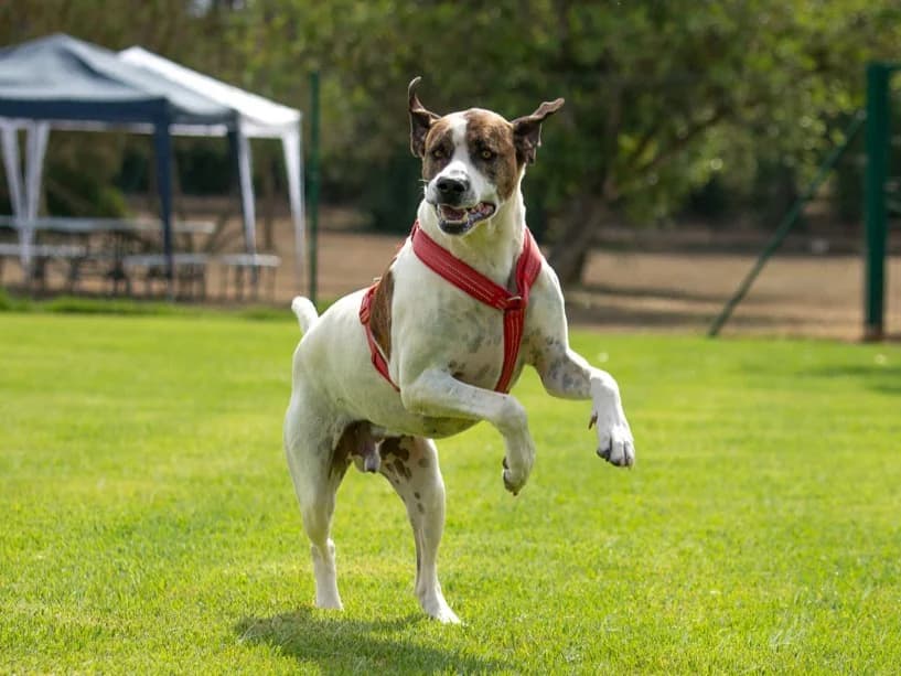 Froz,  5yo Mixed Breed for adoption at Tierheim Linth