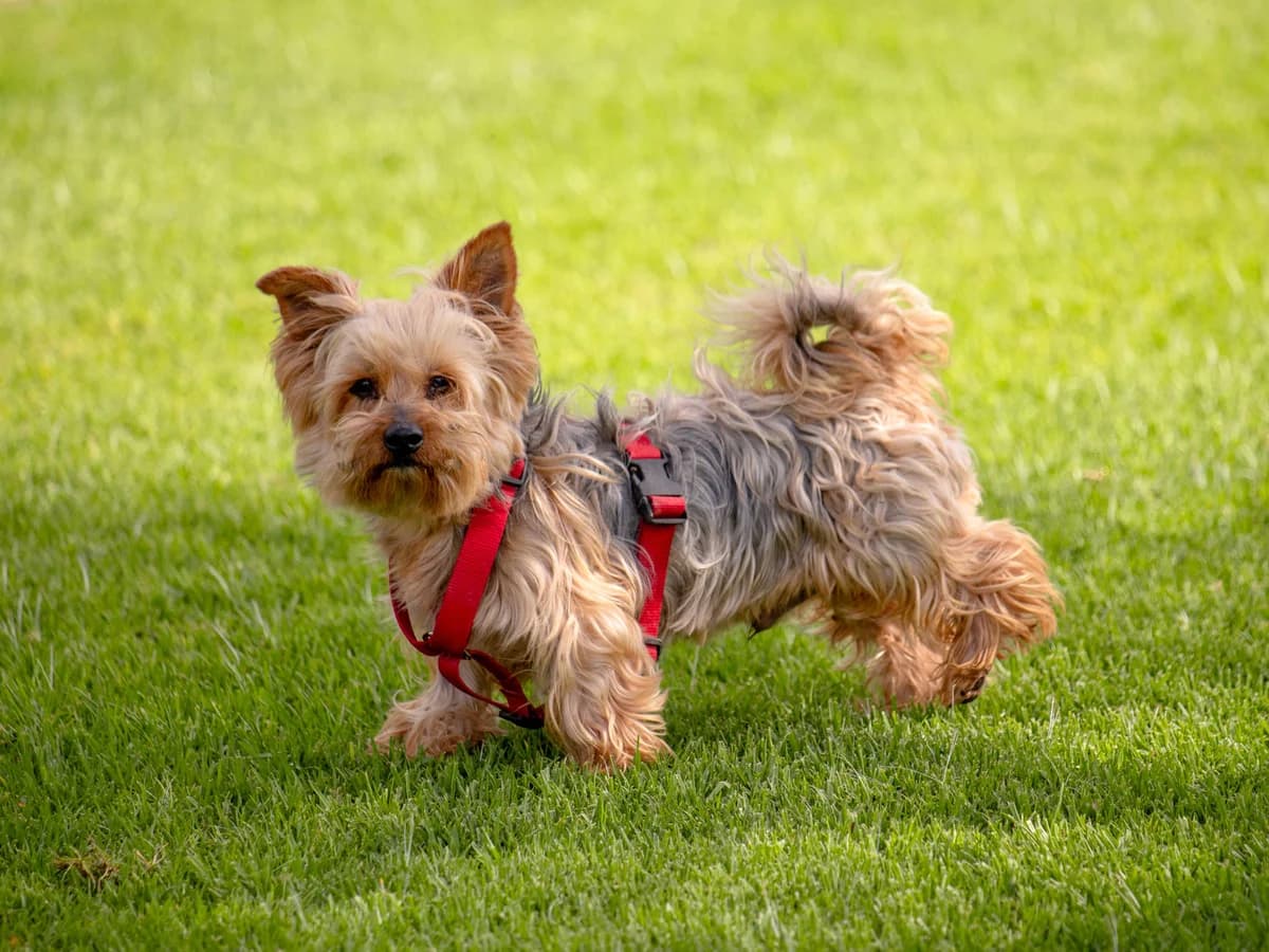 Jagger,  senior Mixed Breed for adoption at Tierheim Linth
