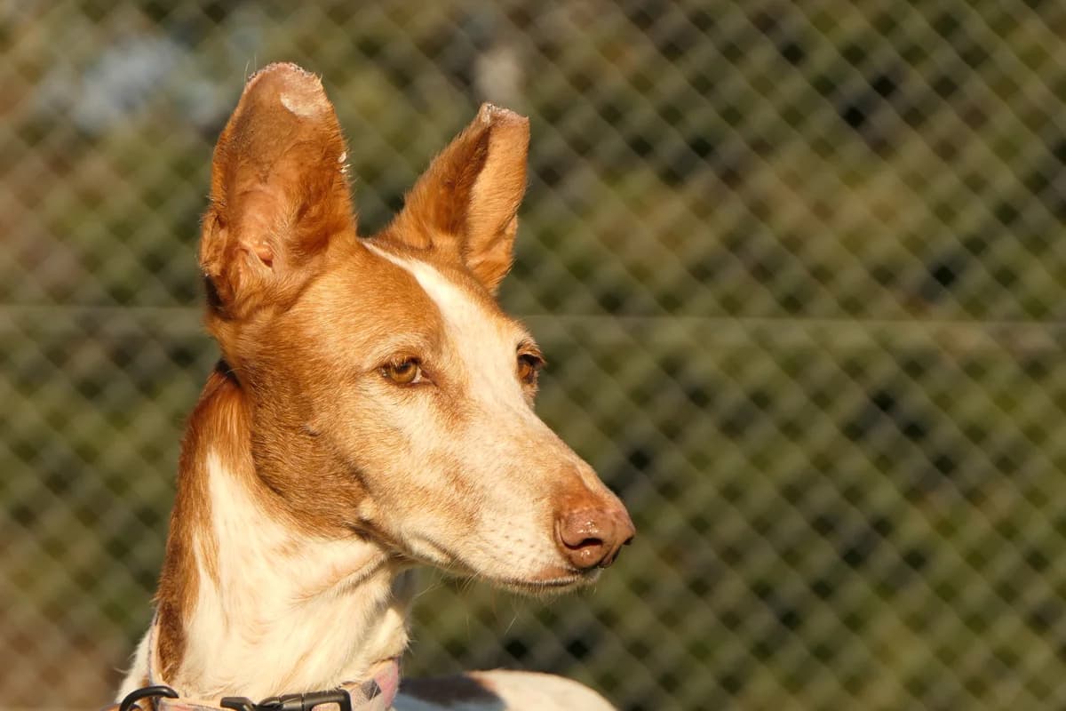 Jara, female senior Mixed Breed for adoption at Tierheim Linth