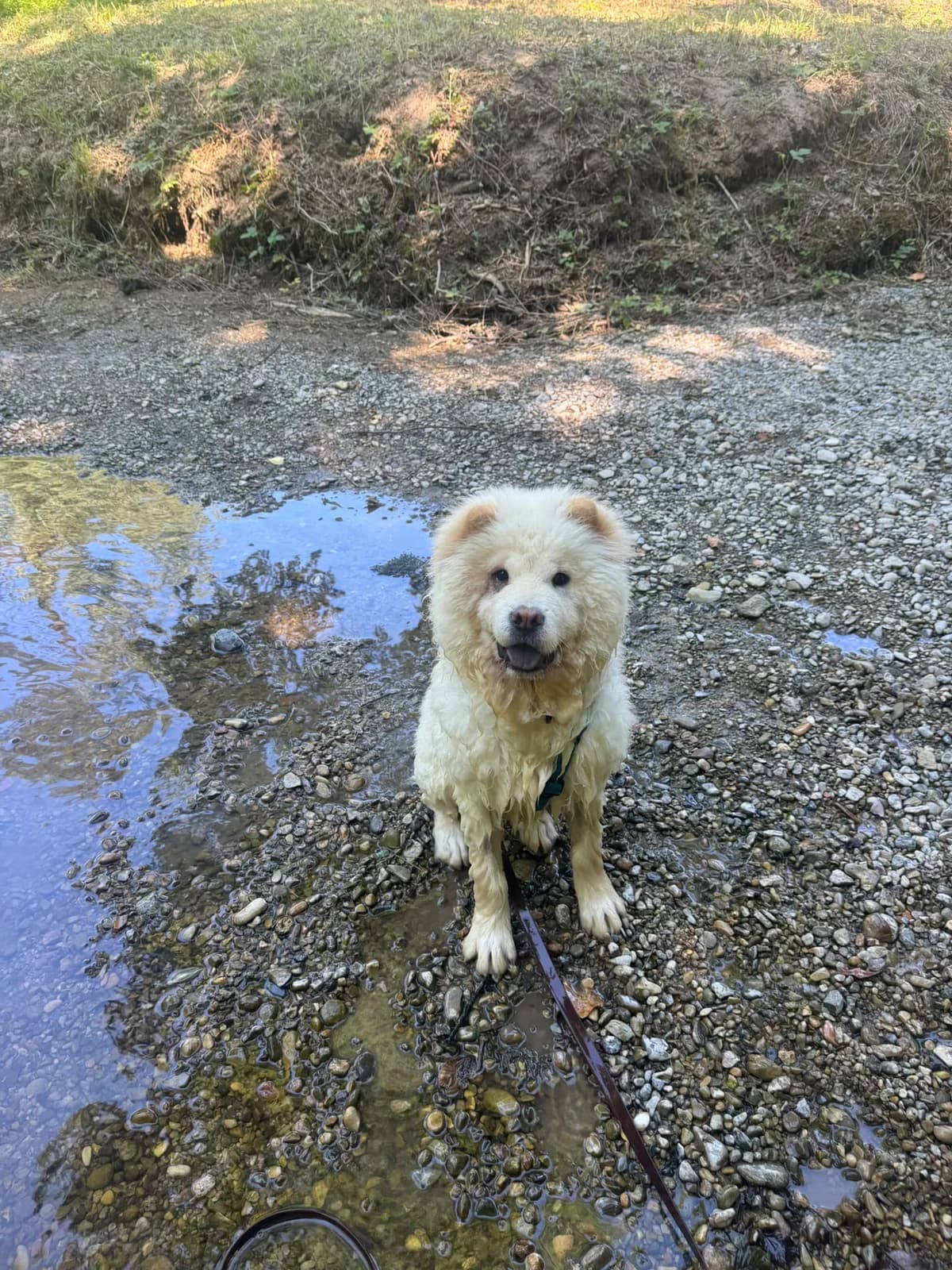 LEO, male puppy Mixed Breed for adoption at Tierheim Linth