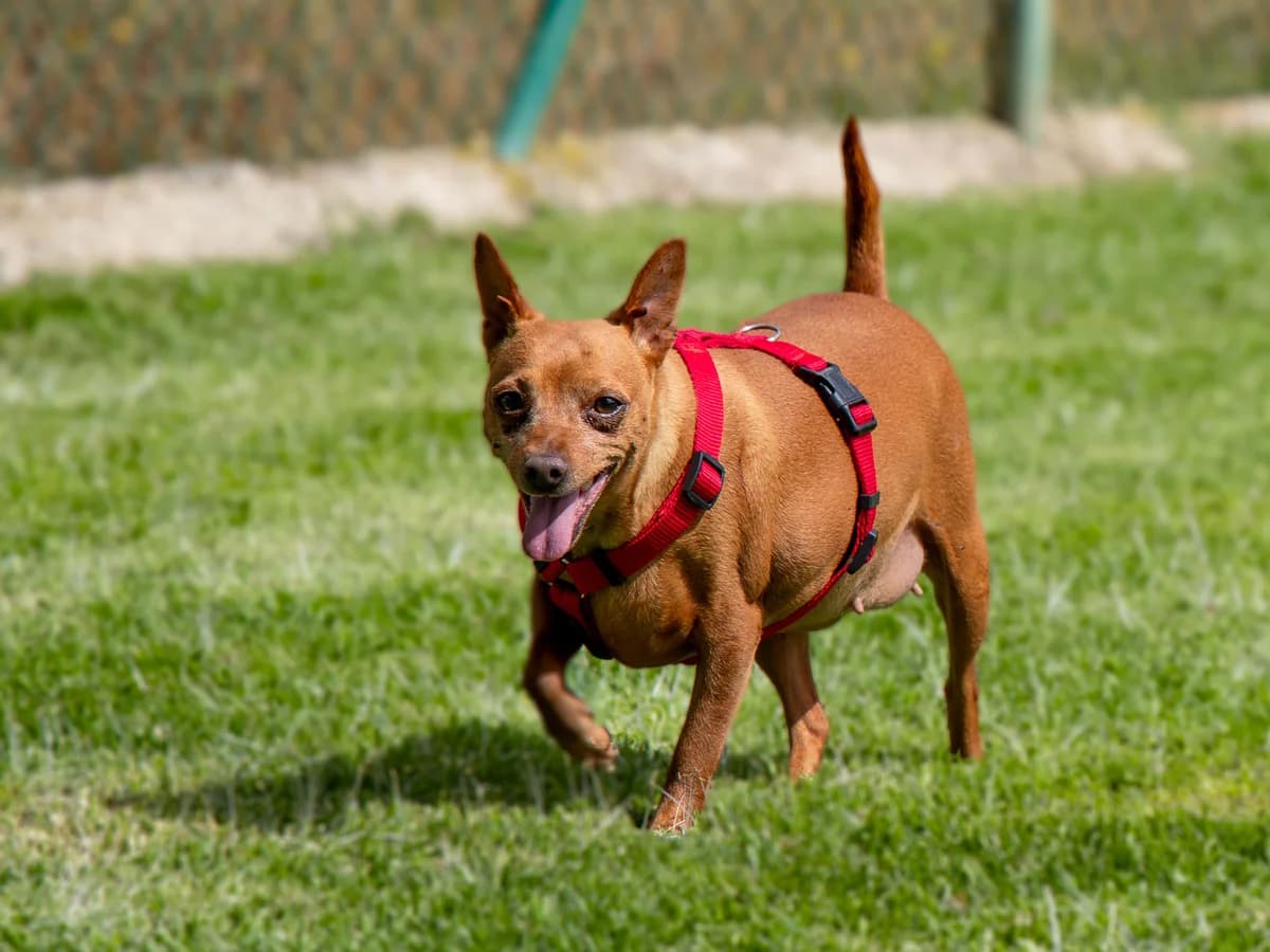 Lita,  senior Mixed Breed for adoption at Tierheim Linth